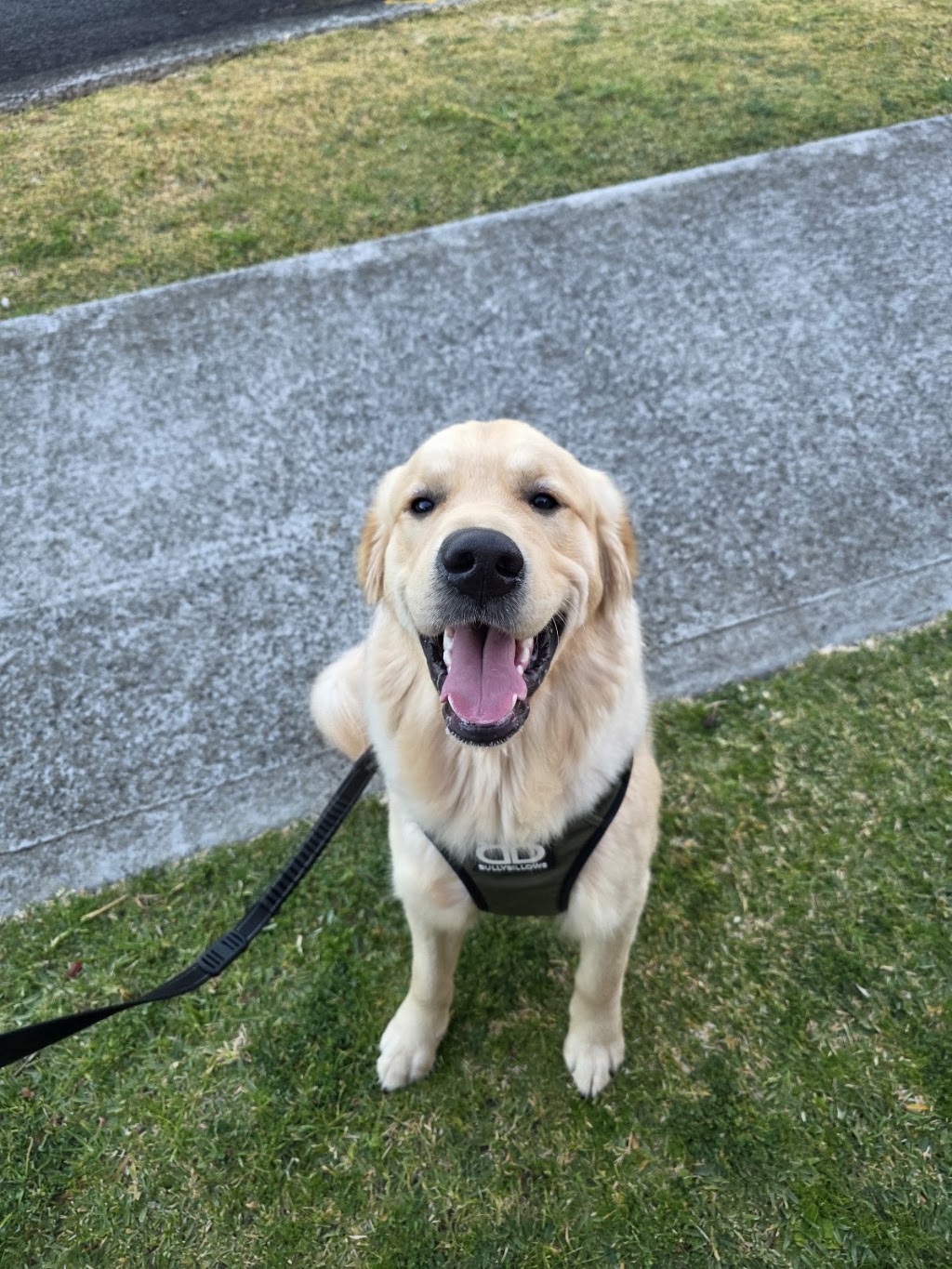 K9 Kidz & Katz | 30 Ridgecrest, Cordeaux Heights NSW 2526, Australia | Phone: 0403 606 229