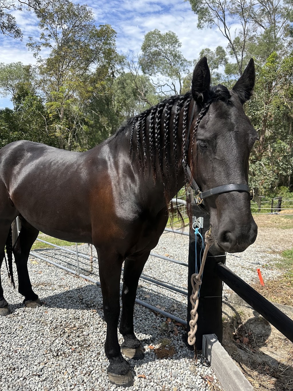 Lucky Horse Sitting | 26 Nikau Cres, Nerang QLD 4211, Australia | Phone: 0478 016 747