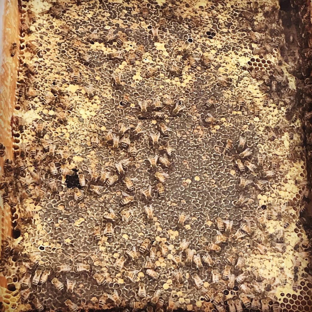 The Backyard Beekeeper |  | Muswellbrook, George Holt Dr, Mount Crosby QLD 4306, Australia | 0401705228 OR +61 401 705 228