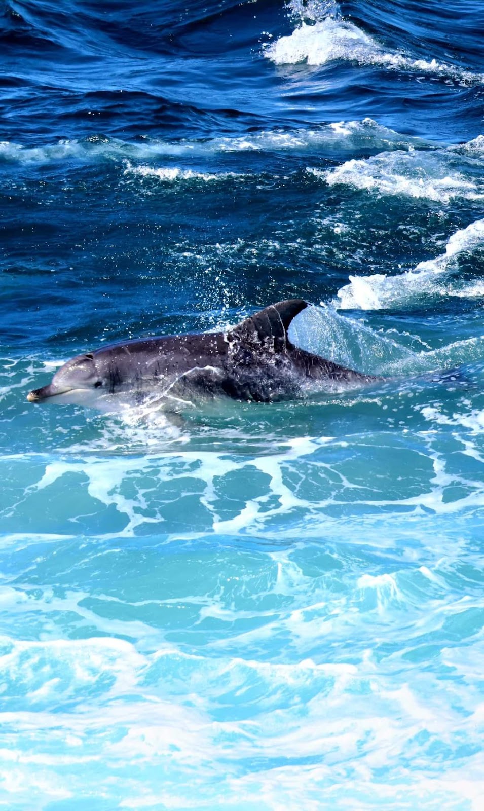 Bangalee by the Sea | 1 Culgoa Cres, Pambula Beach NSW 2549, Australia | Phone: 0404 023 083