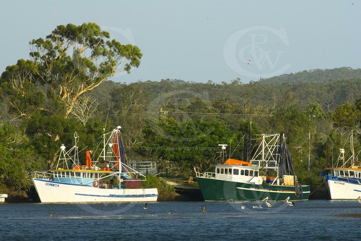 Macleay River District Fishermans Co-Op Ltd | 2939 S W Rocks Rd, Jerseyville NSW 2431, Australia | Phone: (02) 6566 6311