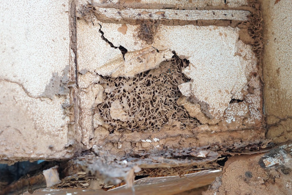 ABC Termite Control St Johns Park | home goods store | Termite Control, St Johns Park NSW 2176, Australia | 0488880093 OR +61 488 880 093