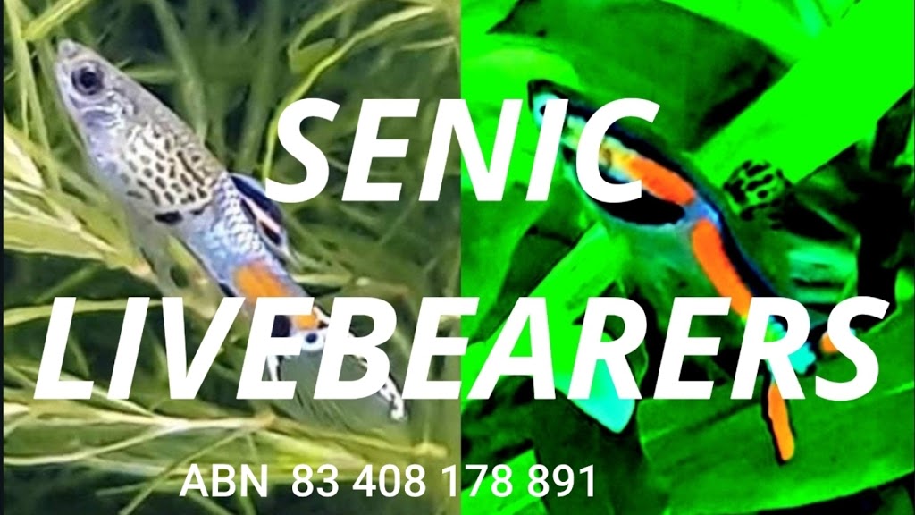 Scenic Livebearers | aquarium | 3A Cheltenham St, Boonah QLD 4310, Australia | 0473210768 OR +61 473 210 768