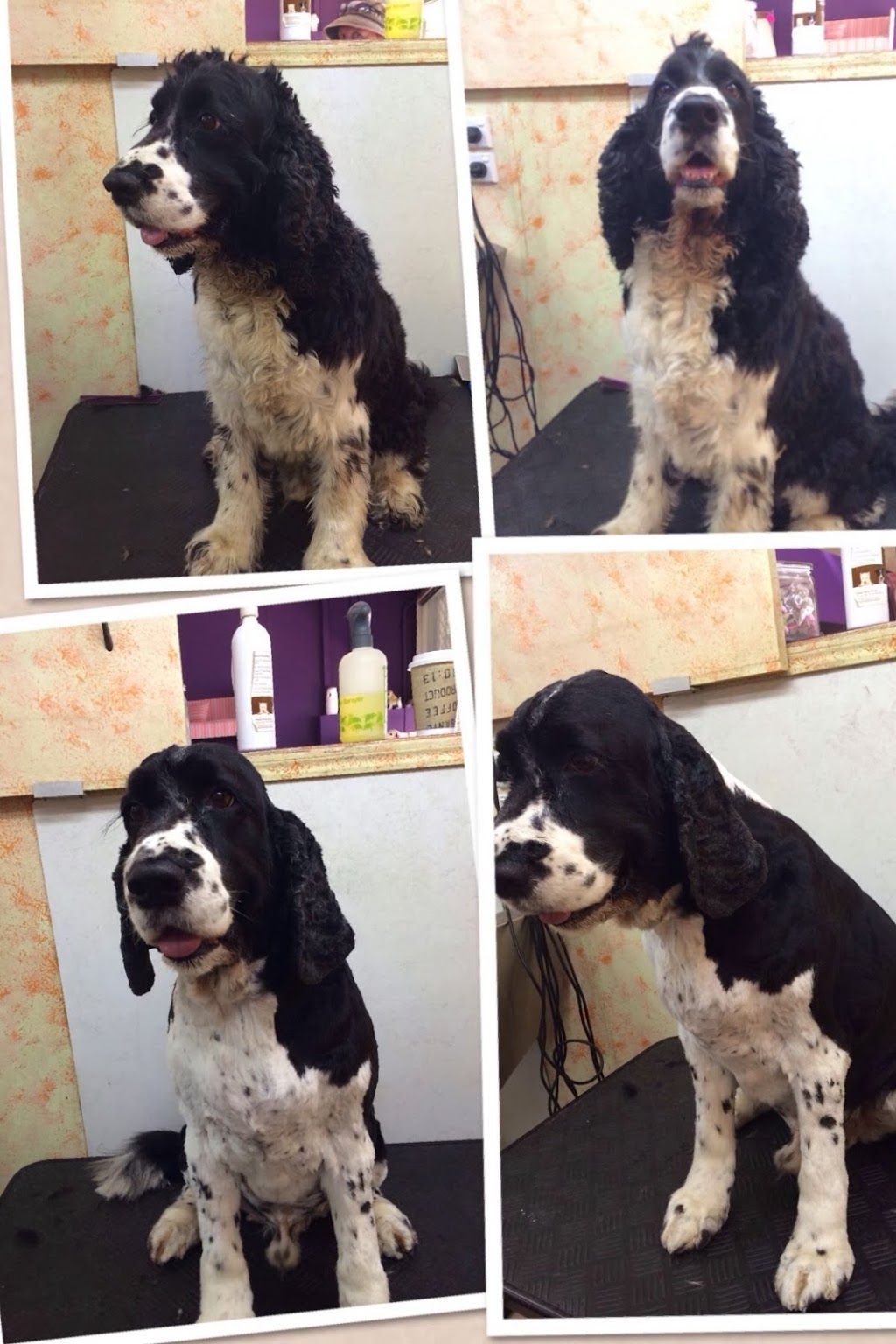 Totally Clips Pet Styling Salon | 36 Scotland St, Bundaberg Central QLD 4670, Australia | Phone: (07) 4151 1248