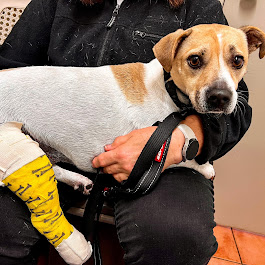 Move Unleashed Port Stephens | Shopping Village, Shop 1/37 Ferodale Rd, Medowie NSW 2318, Australia | Phone: 0400 114 557