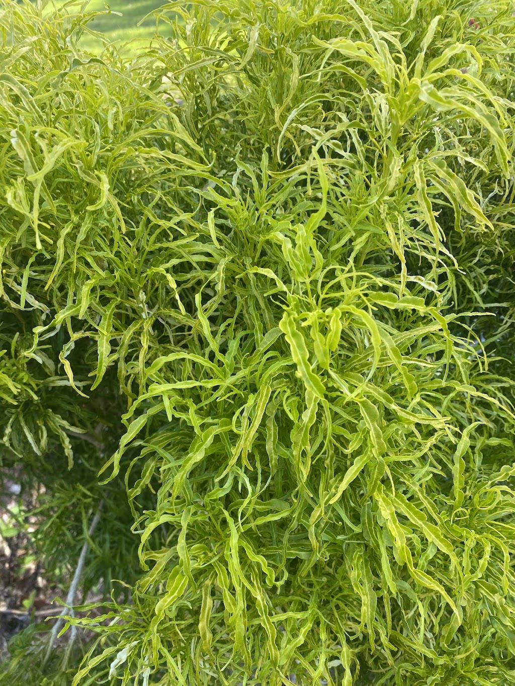 ISLAND HORTICULTURE ACPS | 12 Cooee Cres, Macleay Island QLD 4184, Australia | Phone: (07) 3409 4152