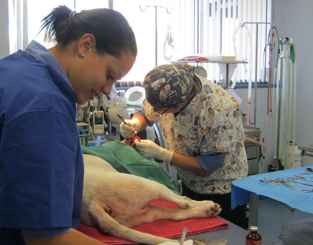 Animalia Vet Clinic | veterinary care | 1 Main N Rd, Evanston SA 5116, Australia | 0885231133 OR +61 8 8523 1133