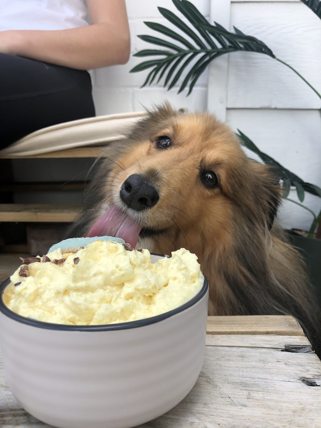 Kindred Spirits Dog Cafe | 287 Davistown Rd, Yattalunga NSW 2251, Australia | Phone: 0459 798 722 Kindred Spirits Dog Cafe | 287 Davistown Rd, Yattalunga NSW 2251, Australia | Phone: 0459 798 722