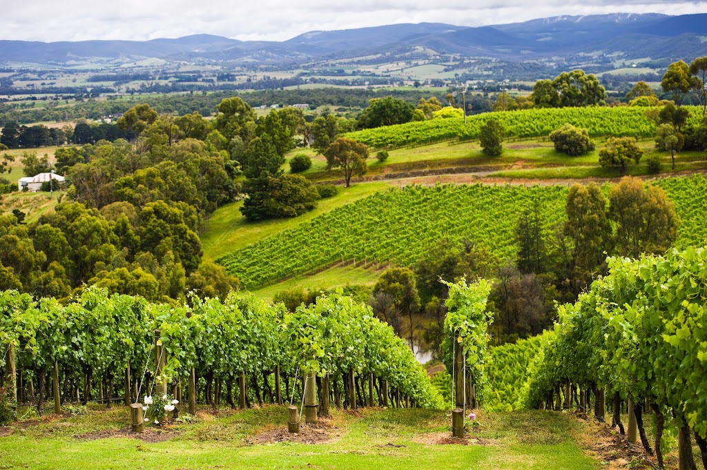 Coldstream Hills Cellar Door | 29 Maddens Ln, Gruyere VIC 3770, Australia | Phone: (03) 5960 7000