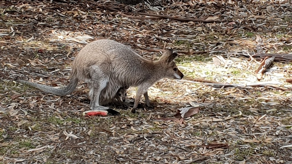 Lemon Tree Flat | campground | Lemon Tree Flat Road, Atholwood NSW 2361, Australia | 0267364298 OR +61 2 6736 4298