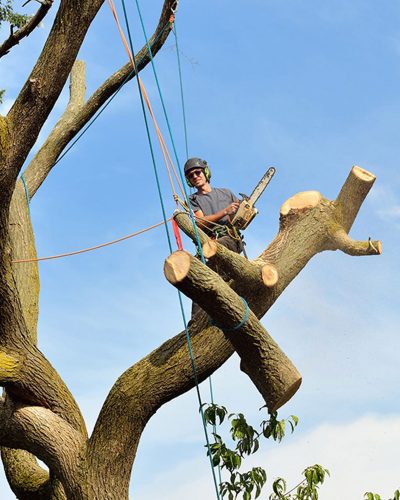 All About Tree Services | 8 Mount Olive Ct, Mudgeeraba QLD 4213, Australia | Phone: 0414 304 916