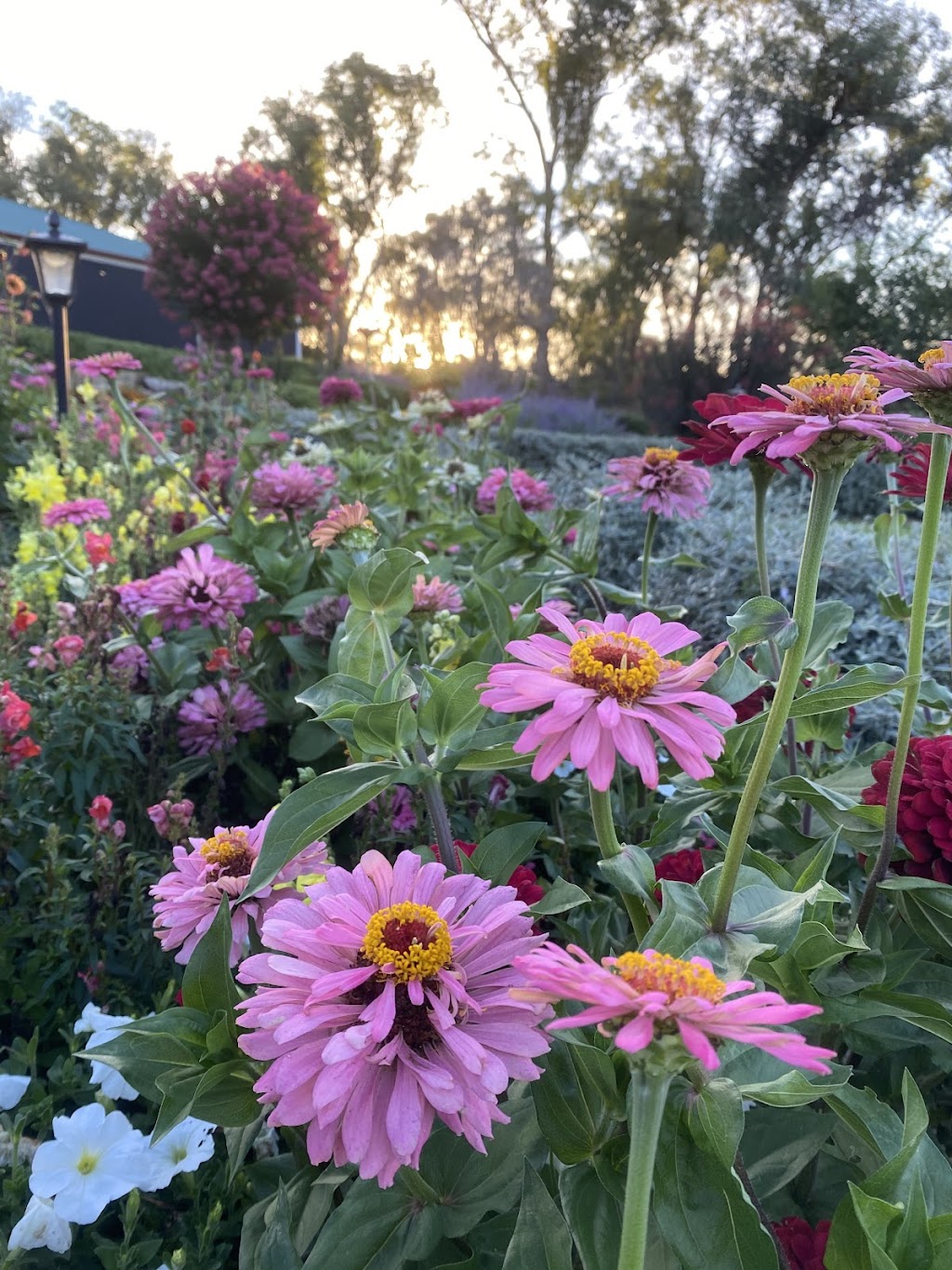 Ballandean Blooms | 123 Sundown Rd, Ballandean QLD 4382, Australia | Phone: 0412 130 402