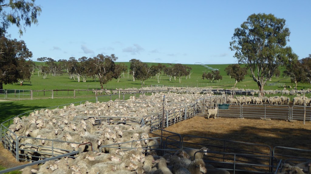 Geoff Watts Rural Real Estate Specialist | 204 Stirling Rd, Keith SA 5267, Australia | Phone: 0427 717 515