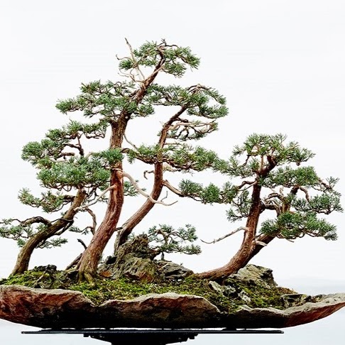 Boutique Bonsai | Vaucluse NSW 2030, Australia | Phone: 0416 241 930