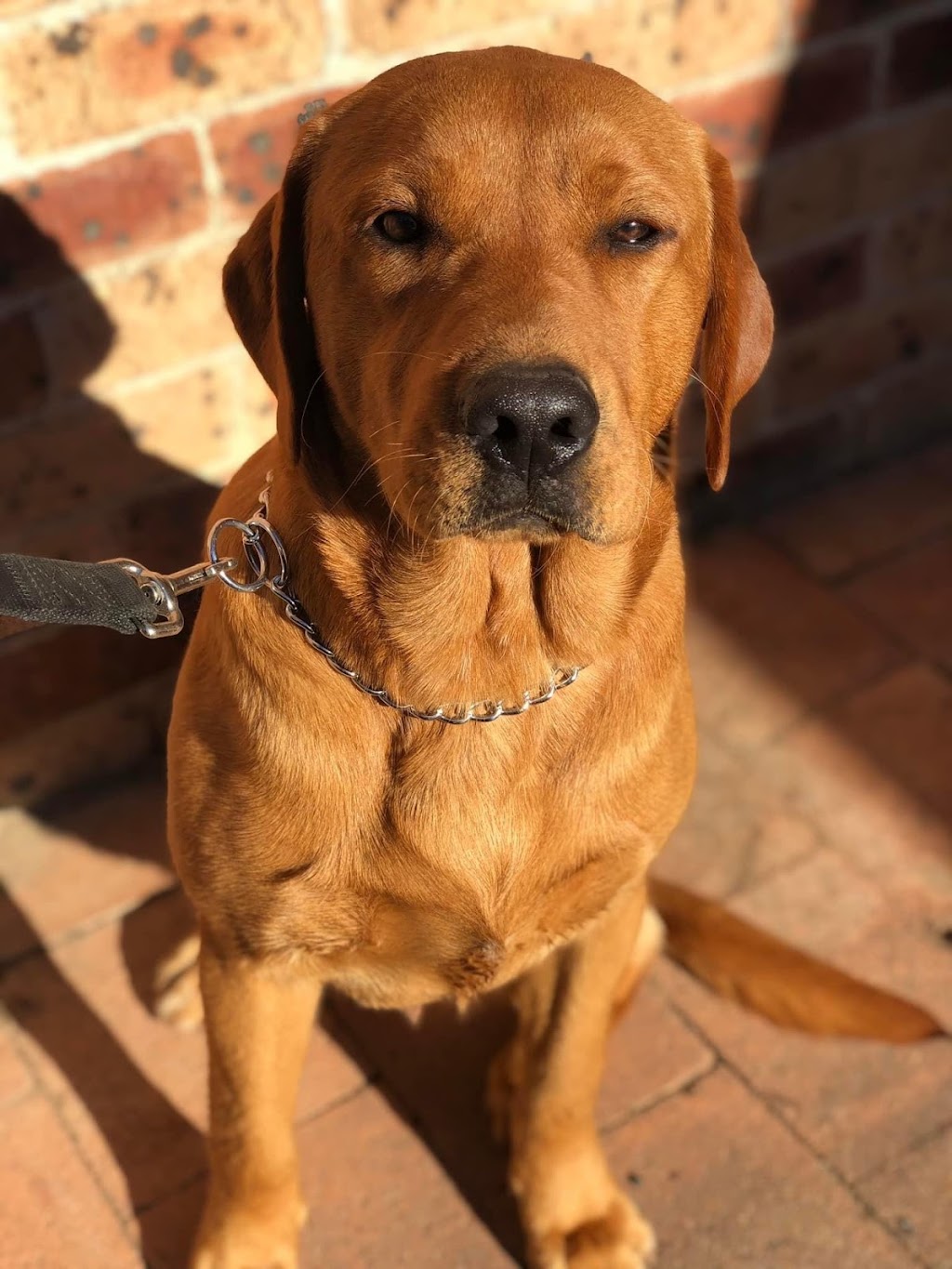 Redsacharmer Labradors | 21 Thirteenth St, Warragamba NSW 2752, Australia | Phone: 0478 752 035