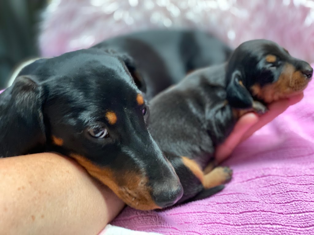 dream time miniature dachshunds nsw au |  | Cope Rd, Cope NSW 2852, Australia | 0401460844 OR +61 401 460 844