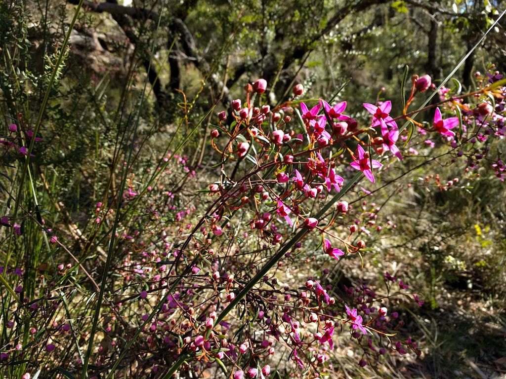 Ku-ring-gai Wildflower Garden | park | 420 Mona Vale Rd, St. Ives NSW 2075, Australia | 0294240353 OR +61 2 9424 0353