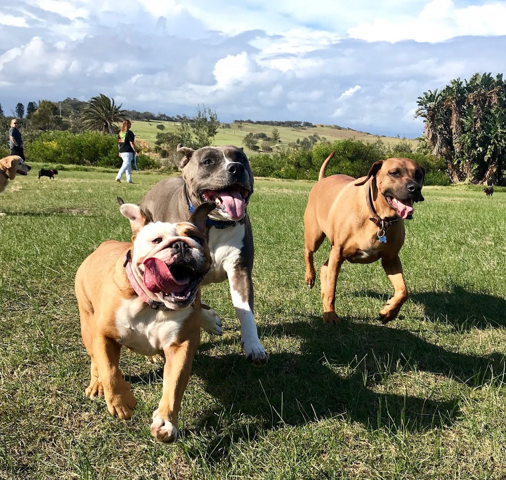 Paws To The Park |  | 17 Plateau Rd, Collaroy Plateau NSW 2097, Australia | 0420637815 OR +61 420 637 815