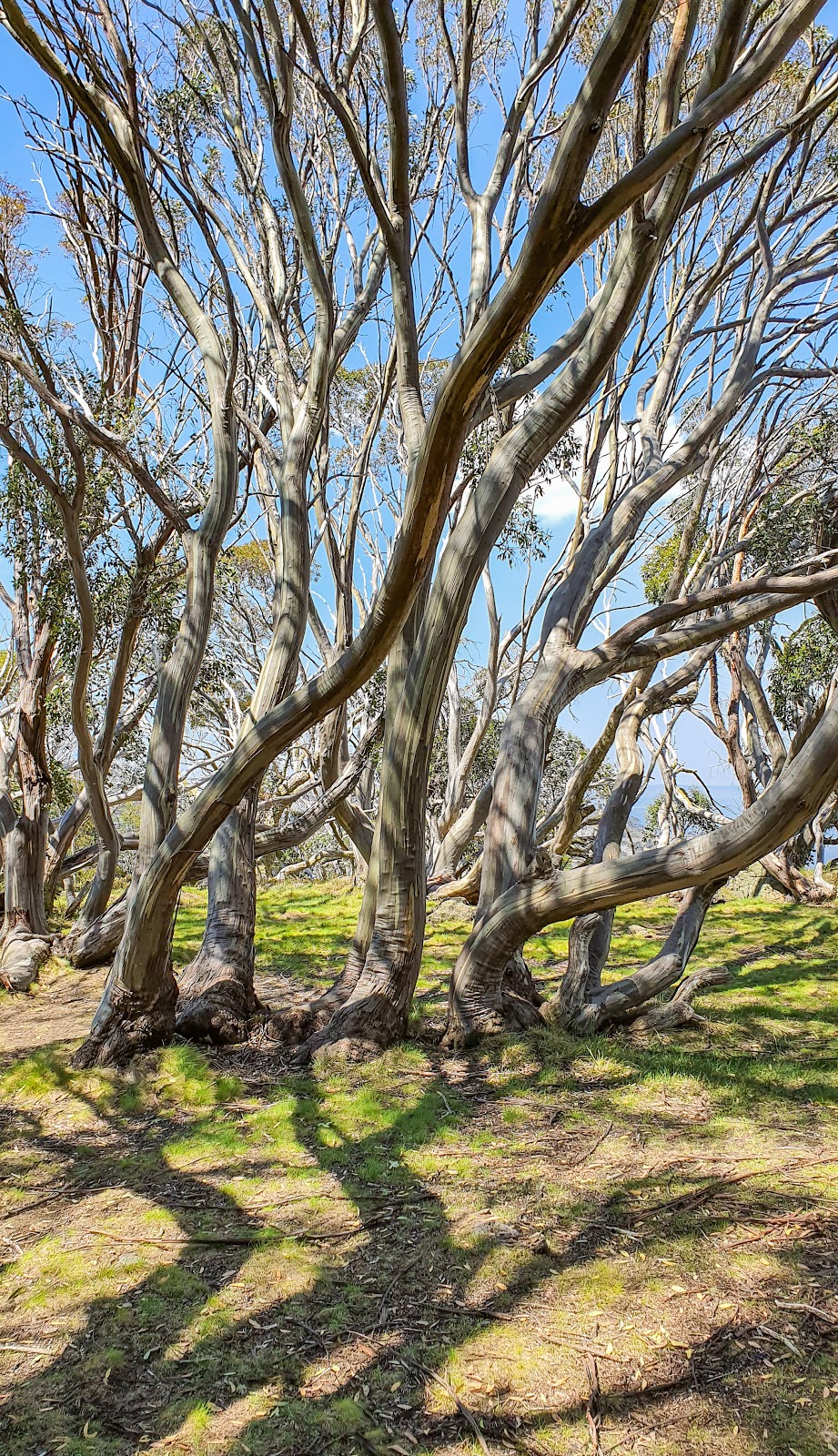 Wallace Hut Carpark | Wallace Heritage Trail, Falls Creek VIC 3699, Australia | Phone: 13 19 63