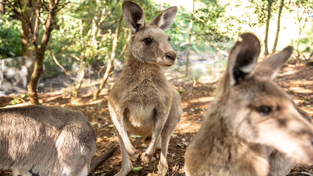 Byron Bay Wildlife Sanctuary | 419 Hinterland Wy, Knockrow NSW 2479, Australia | Phone: (02) 6687 8432