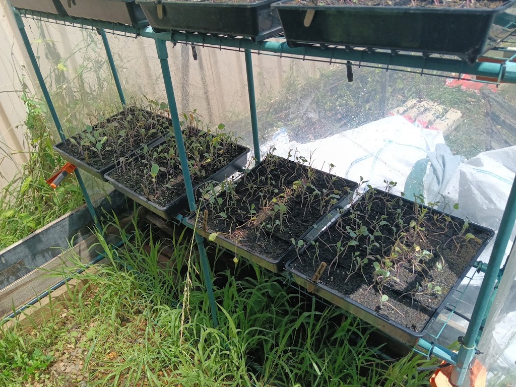 Rosemeadow Veggies Seedlings | 5 Fitzgibbon Ln, Rosemeadow NSW 2560, Australia | Phone: 0412 598 242
