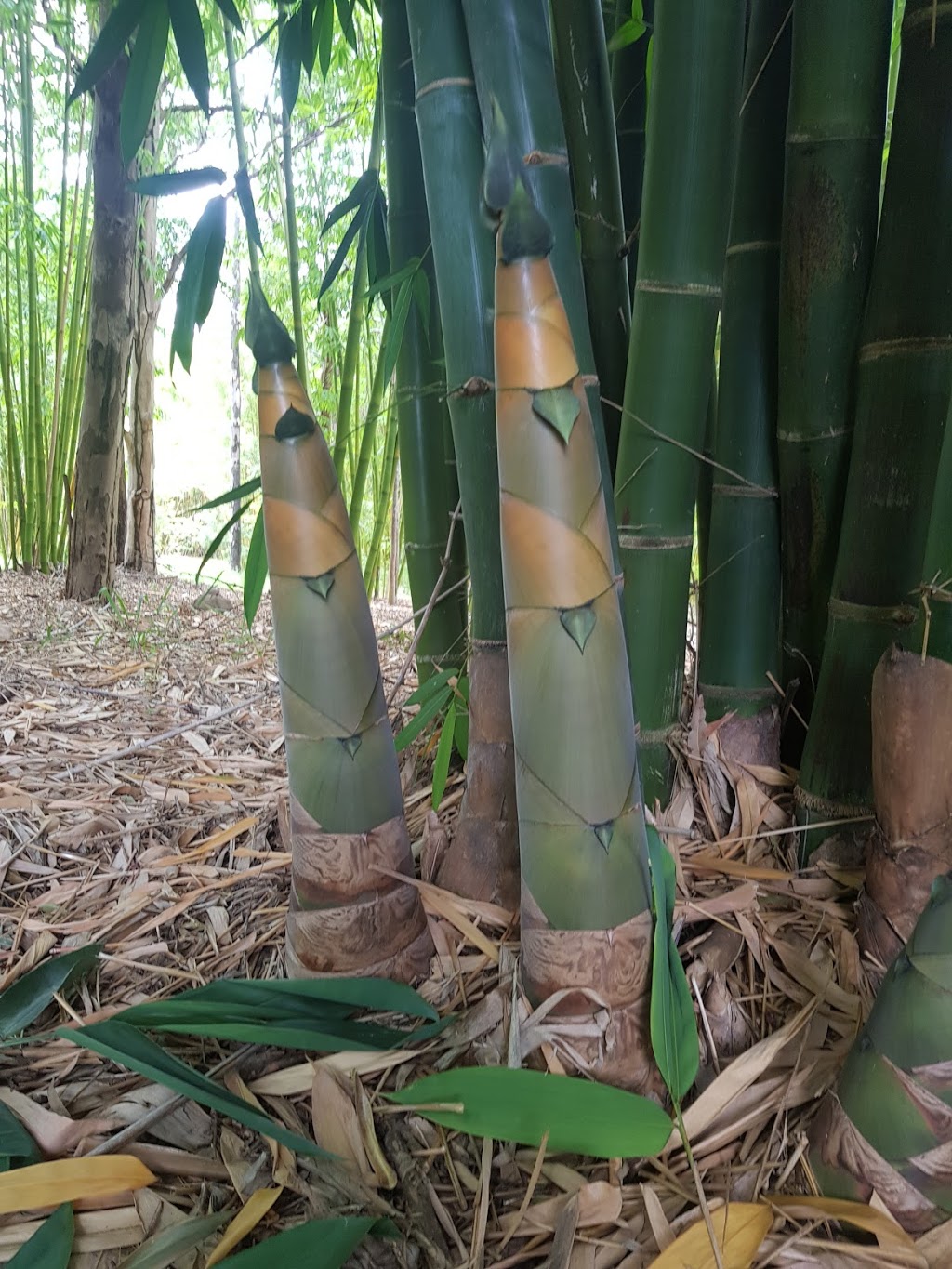 Big Heart Bamboo | food | 1171 Eumundi Kenilworth Rd, Belli Park QLD 4562, Australia | 0416275239 OR +61 416 275 239