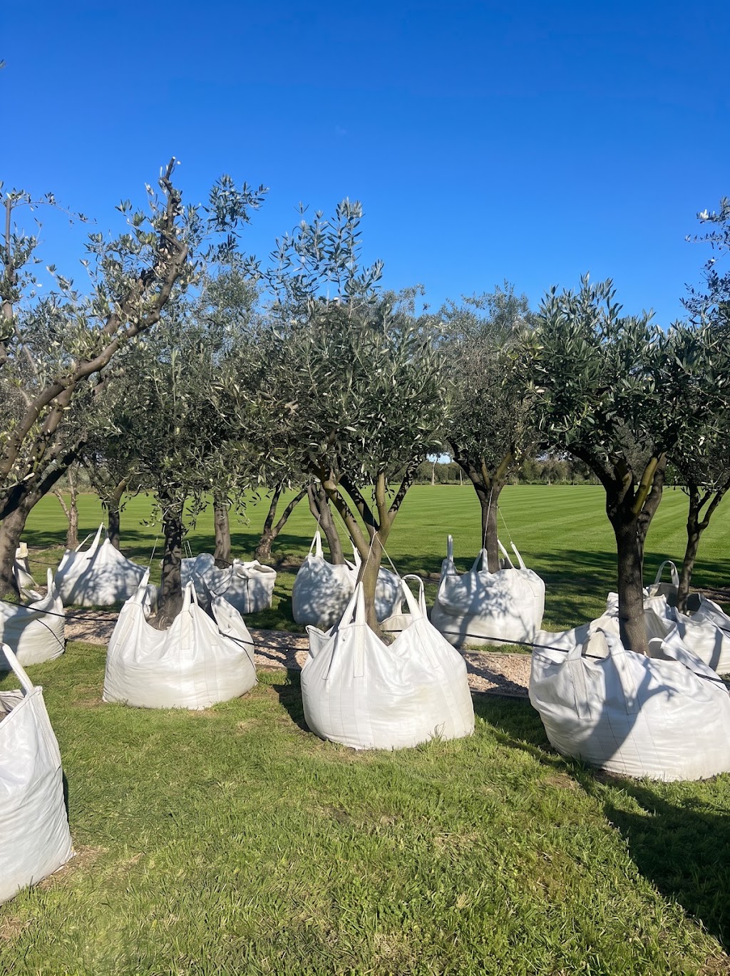 Pip and Olive - Olive Grove | 38 Cross Rd, Devon Meadows VIC 3977, Australia | Phone: 0419 560 971