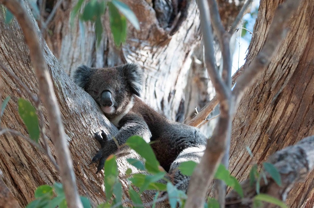 Echidna Ridge Bushland Experience |  | 389 Milligan Rd, McHarg Creek SA 5201, Australia | 0413843712 OR +61 413 843 712