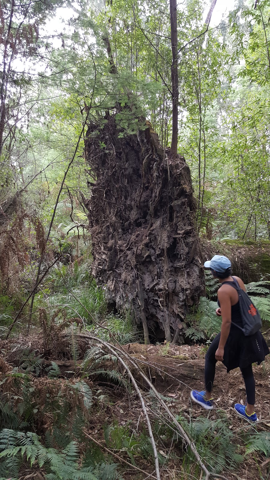 Avard Picnic ground | Emerald VIC 3782, Australia