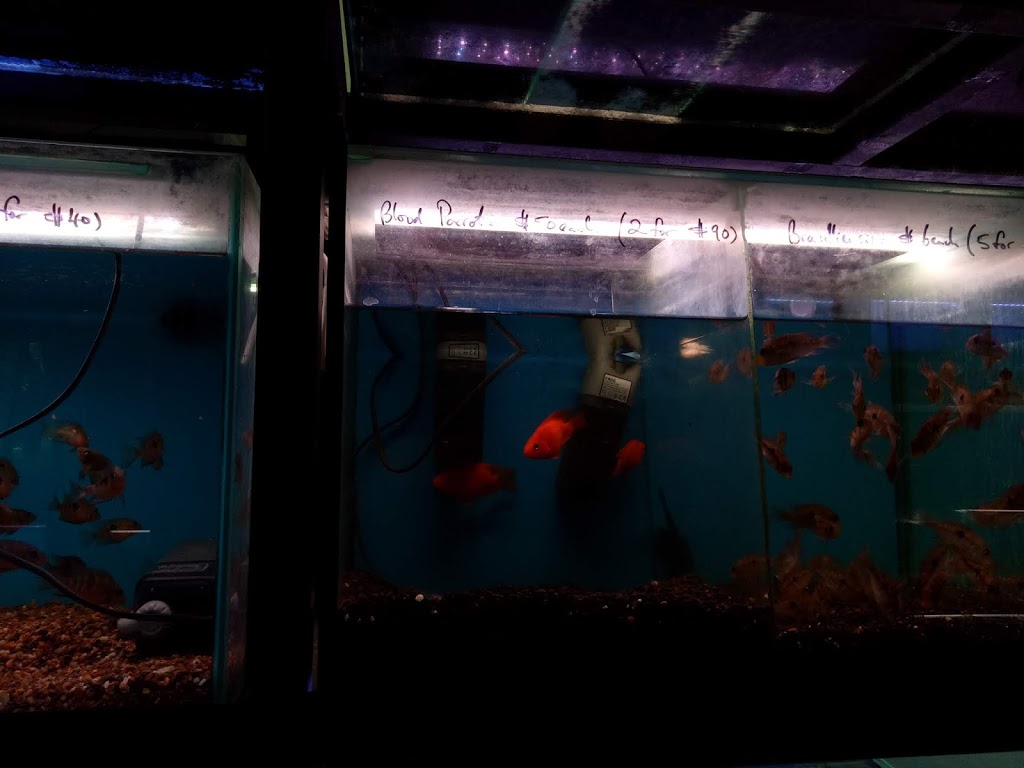 Red Dragon Aquarium | pet store | 66 Ashridge Rd, Darra QLD 4076, Australia | 0408110364 OR +61 408 110 364