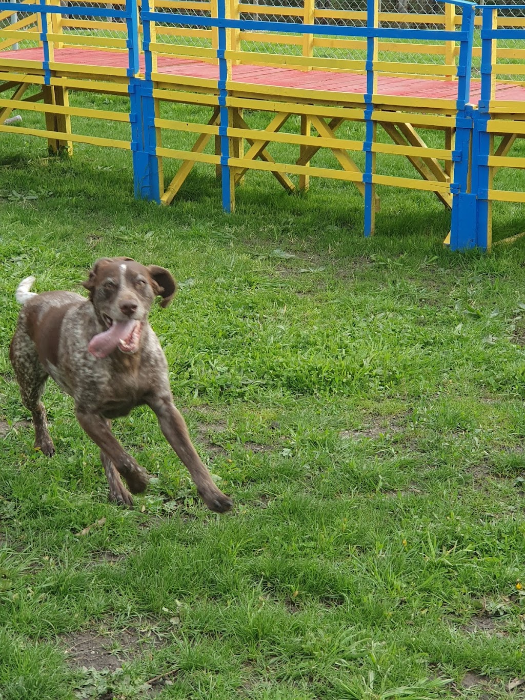 Dogs Day Out | Pipeline Track, Tyers VIC 3844, Australia | Phone: 0400 796 353