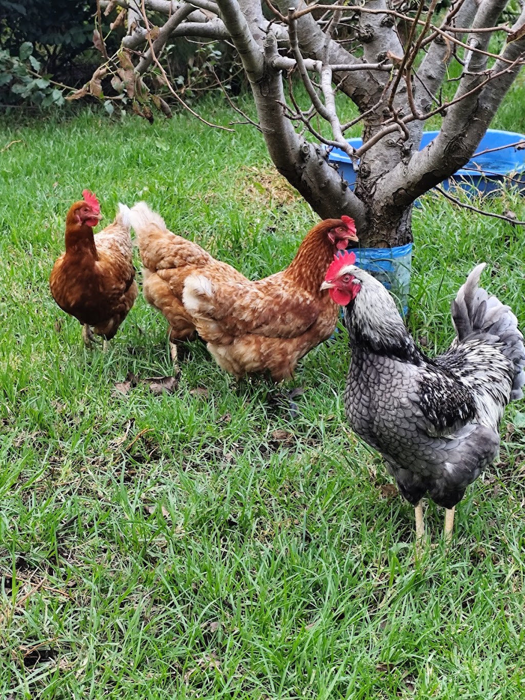 Apollo Bay Community Garden | Apollo Bay VIC 3233, Australia | Phone: 0402 474 375