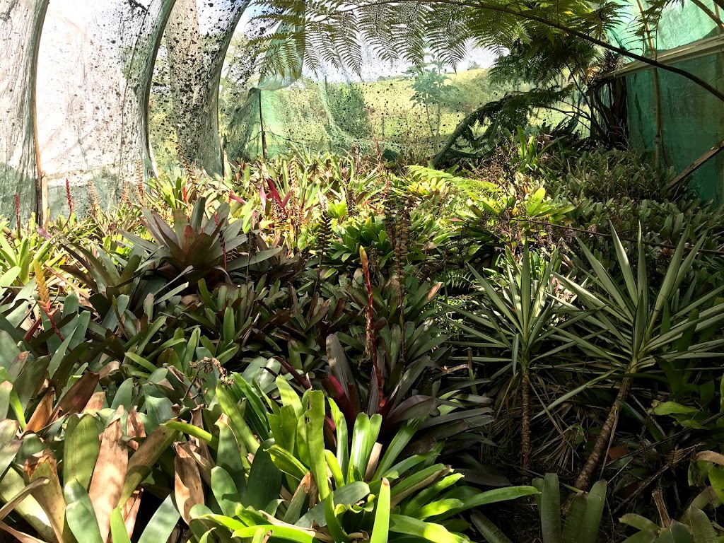 Riverside Bromeliads and Tropical Plant Nursery | 64 Riverlea Cl, Malanda QLD 4885, Australia | Phone: (07) 4096 5826