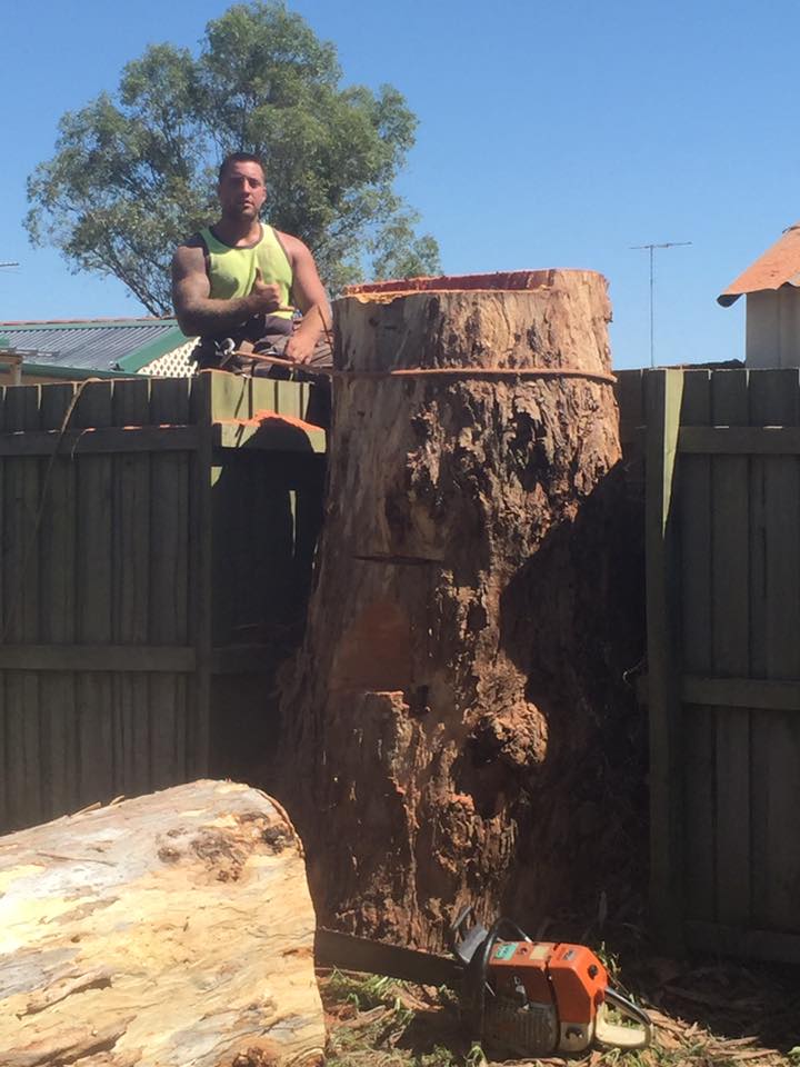 All About Tree Services | 8 Mount Olive Ct, Mudgeeraba QLD 4213, Australia | Phone: 0414 304 916