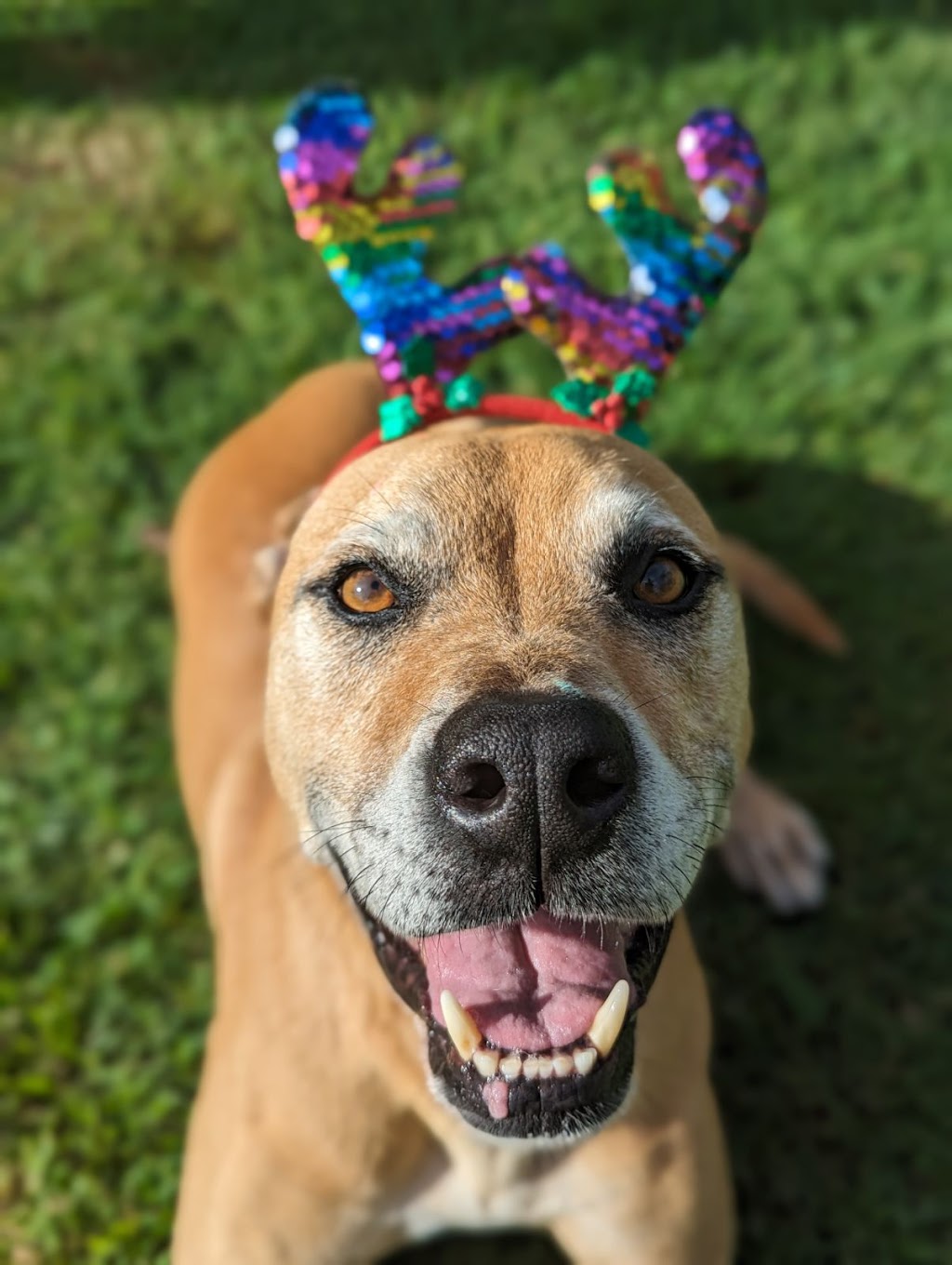 First Class Pet Services | Bushman Dr, Flagstone QLD 4280, Australia | Phone: 1800 738 748