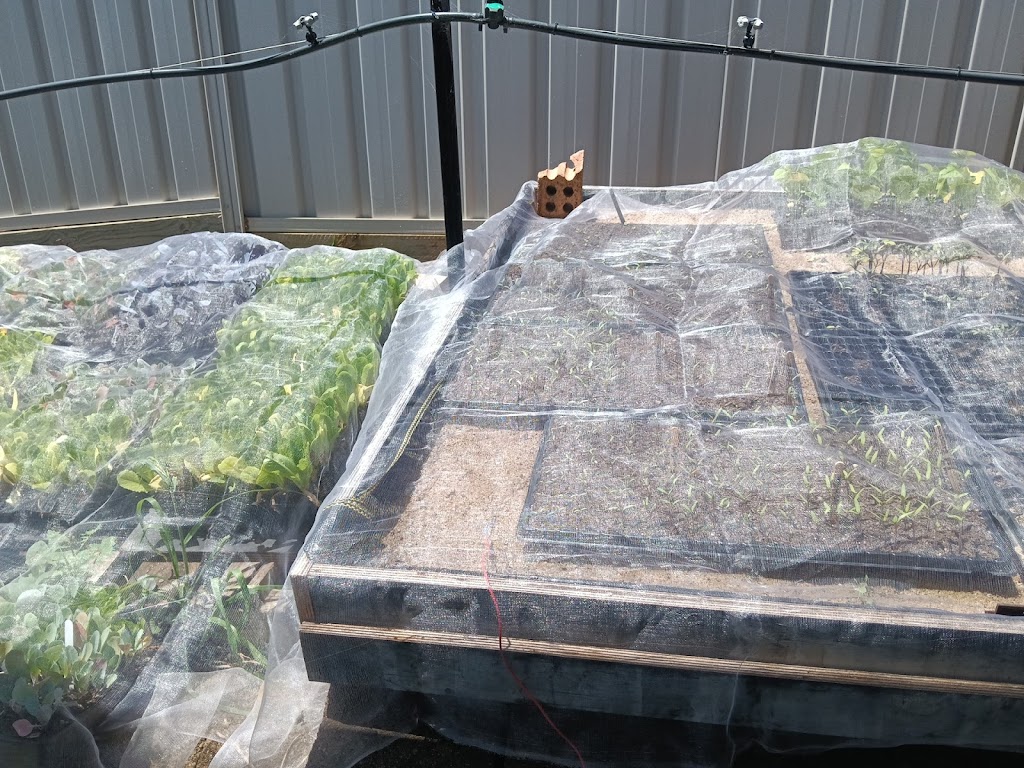 Rosemeadow Veggies Seedlings | 5 Fitzgibbon Ln, Rosemeadow NSW 2560, Australia | Phone: 0412 598 242
