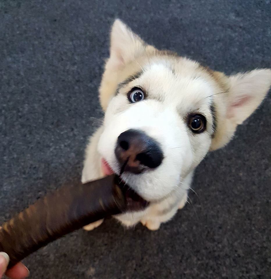 Doggie Deli | 87 Essington Lewis Ave, Whyalla SA 5600, Australia | Phone: (08) 8645 9693