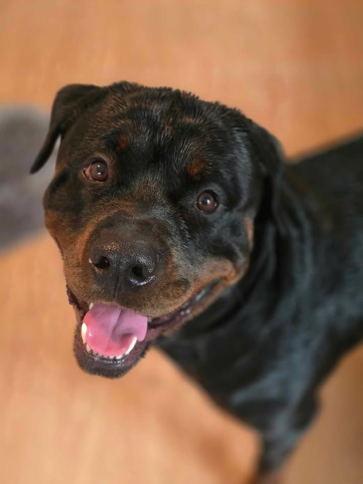 Fetch Pet Stays | 308 Gilston Rd, Nerang QLD 4211, Australia | Phone: (07) 5527 9555