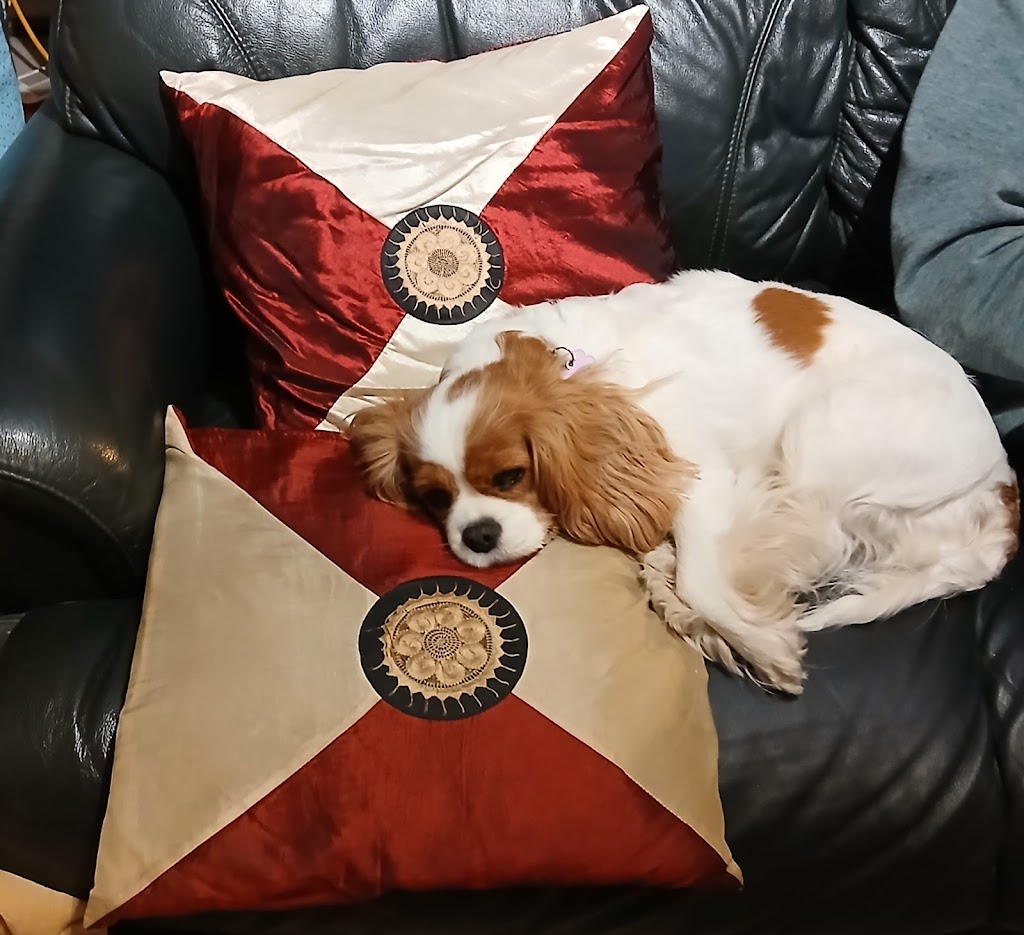 Cocobo paws 4 life | The Driftway, Richmond NSW 2753, Australia | Phone: 0404 824 906