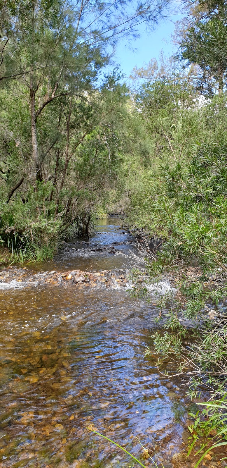 Chaelundi National Park | park | Chaelundi NSW 2460, Australia