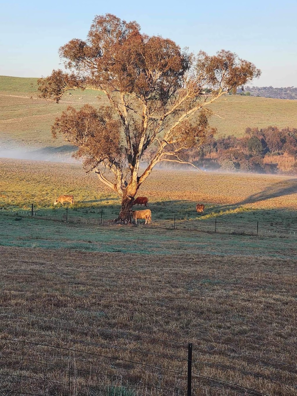 Ruk Joey farm | 1525 Trunkey Rd, Georges Plains NSW 2795, Australia | Phone: 0452 099 594