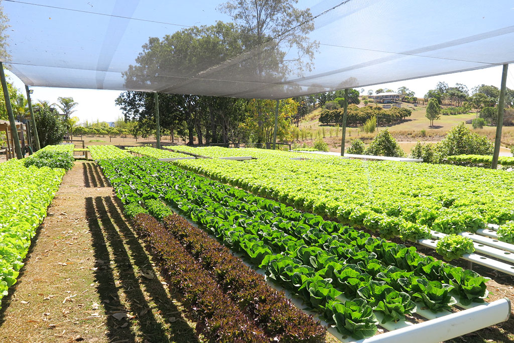 Lovely Lettuce | 650 McIntosh Creek Rd, McIntosh Creek QLD 4570, Australia | Phone: 0438 788 908