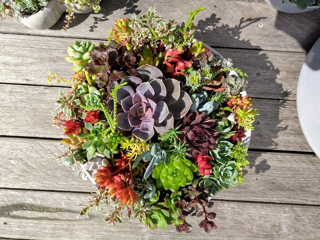 Xeriflora | Woodbridge Hill Rd, Gardners Bay TAS 7112, Australia | Phone: 0406 123 511