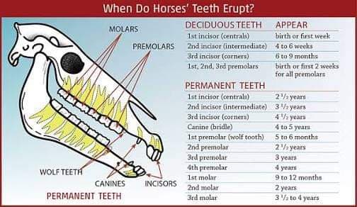 Brad Ison Equine Dental | dentist | 241 Fernvale Rd, Fairney View QLD 4306, Australia | 0408743303 OR +61 408 743 303