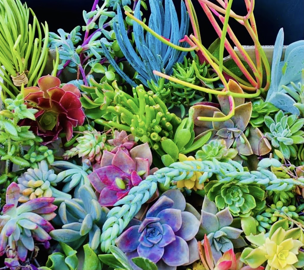 The Succulent Emporium Australia | 41 Lieutenant St, Jordan Springs NSW 2747, Australia | Phone: 0410 886 031