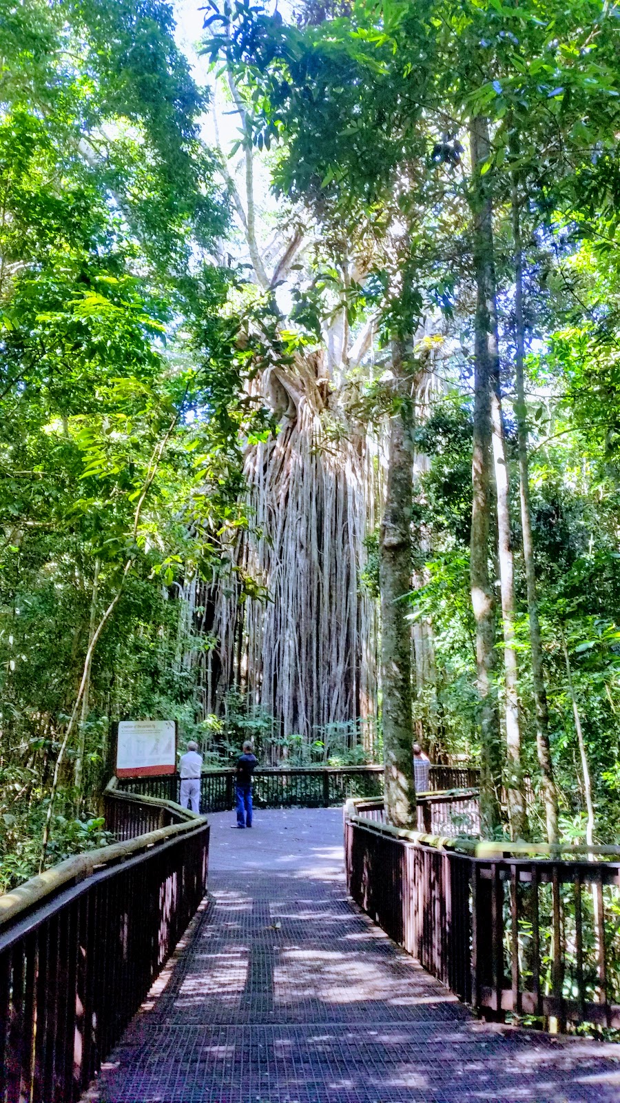 Curtain Fig National Park | park | East Barron QLD 4883, Australia | 0740914222 OR +61 7 4091 4222