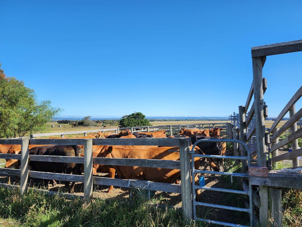 Otway Felix Limousin Stud | 165 Whytcross Ln, Birregurra VIC 3242, Australia | Phone: 0438 289 119