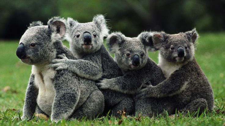 Koala Adventure Tours | 7 Kingscote Terrace, Kingscote SA 5223, Australia | Phone: 0457 711 792