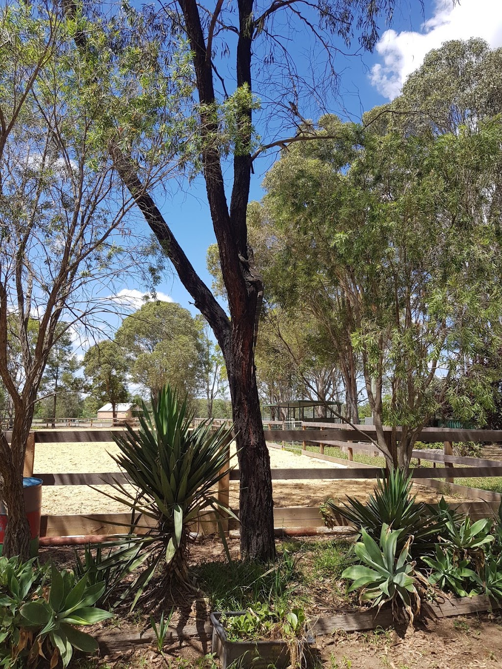 Riding for the Disabled Association (NSW) - Nepean Centre | 18 Samuel Marsden Rd, Orchard Hills NSW 2748, Australia | Phone: (02) 9623 4173
