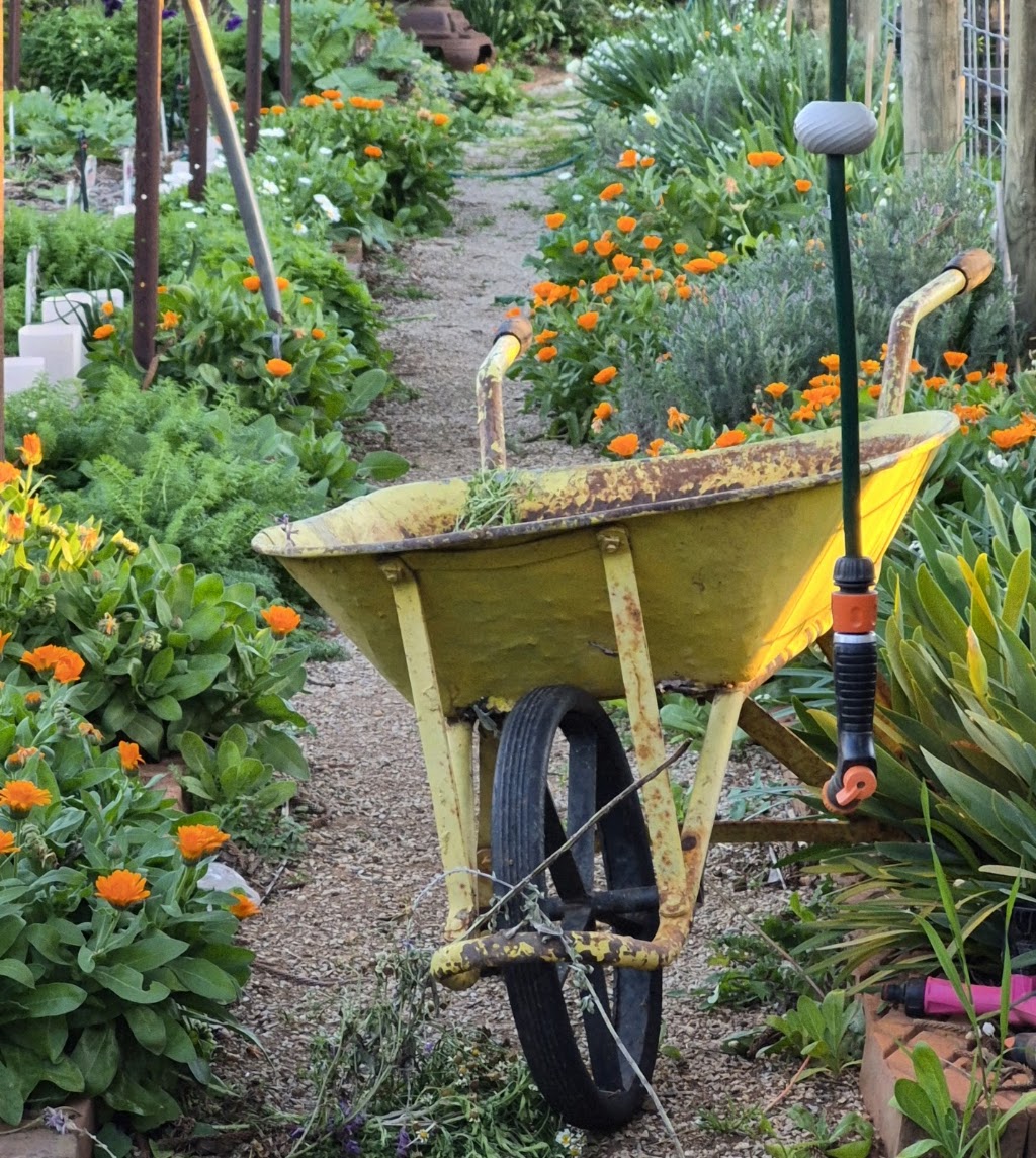 Dragonfly Designs flower cart & plant stall | 64 Mayne St, Gulgong NSW 2852, Australia | Phone: 0401 381 918